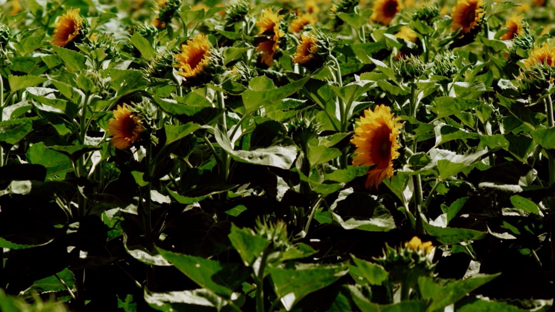 Green Shield Partners Training Video