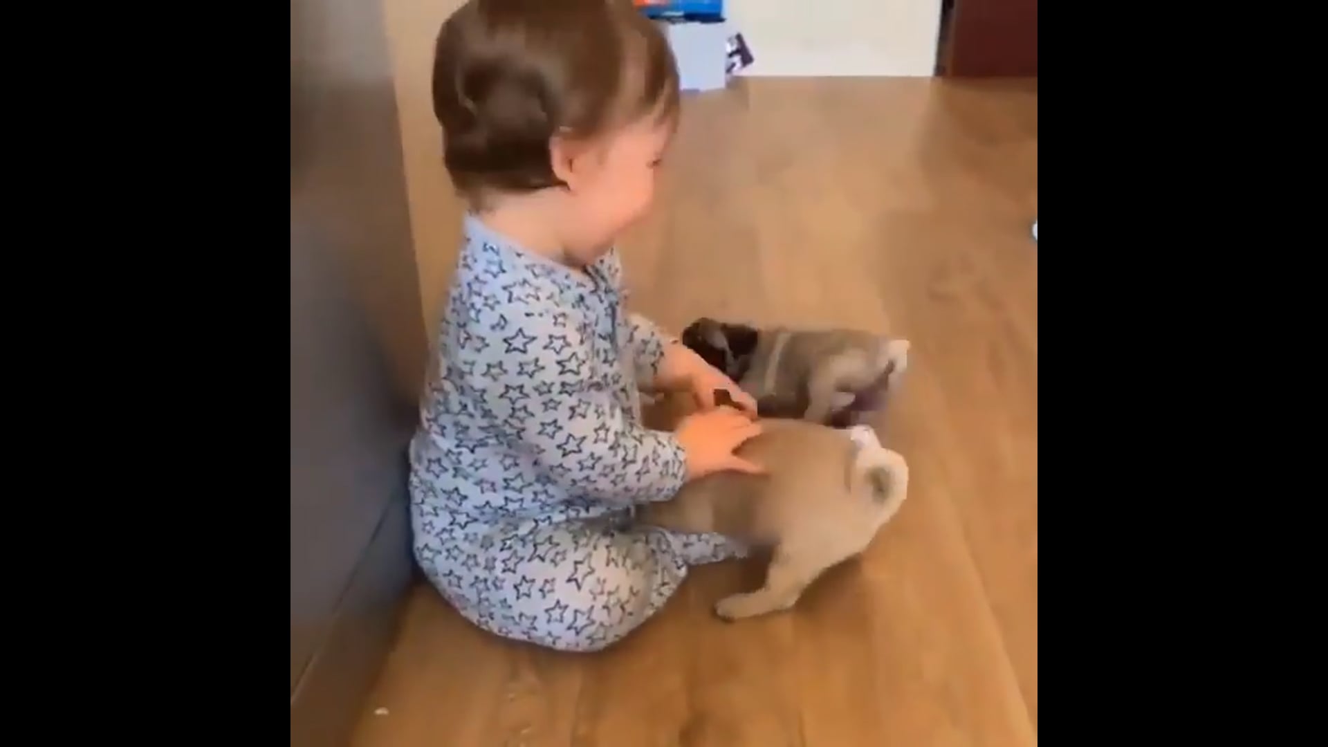 Funny dogs – Αστεία σκυλιά βίντεο