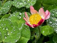 Nourished by Beauty - Song Bath 5.29.23 Sanctuary