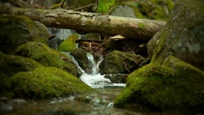 HD Nature Videos