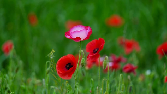 Poppy Flower Bee - Free video on Pixabay