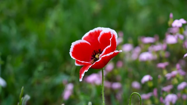 Poppy Flower Bee - Free video on Pixabay