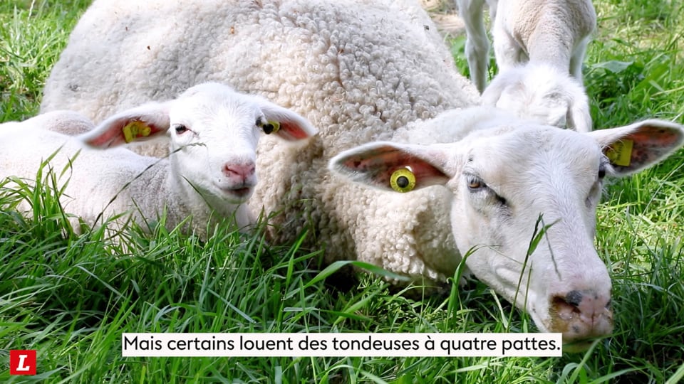 Reportage: des moutons tondeuses