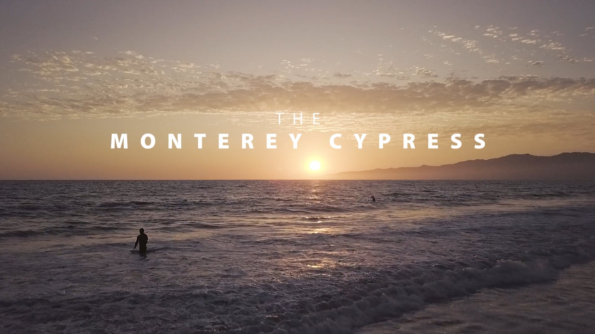 Tree Stories: Monterey Cypress