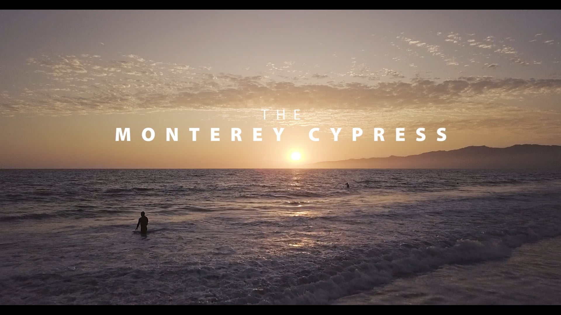 Tree Stories: Monterey Cypress