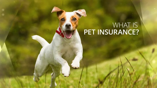 Pets Need Insurance Too, But Do You Really Need It?