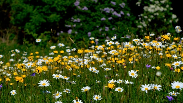 Flower Meadow, Flower, Wildflowers. Free Stock Video - Pixabay