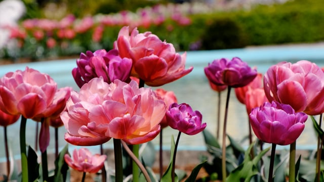 Hoa Tulip Hồng Màu - Free video on Pixabay - Pixabay