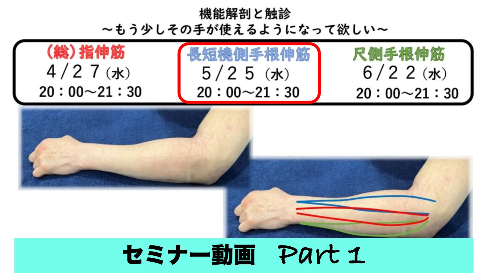 機能解剖と触診〜長短橈側手根伸筋〜セミナー動画【サロンVIP