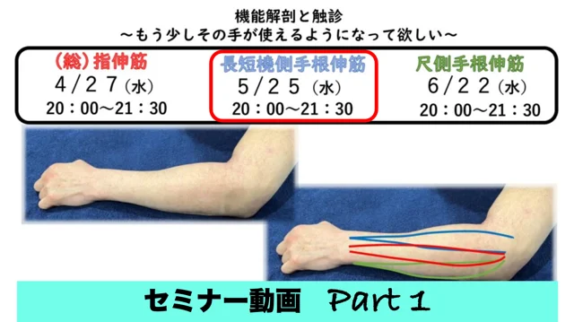 機能解剖と触診〜長短橈側手根伸筋〜①