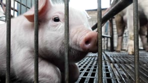 Animal Cruelty and Mutilations Found on Pig Farms in Mexico | Investigation by Animal Equality