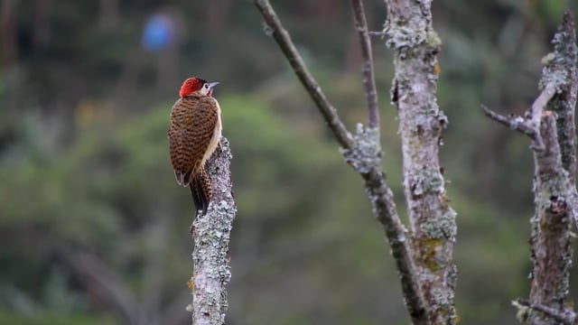 королек птичка певчая 28 серия: видео найдено в Яндексе