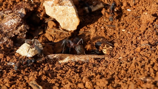 Ants, Insect, Work. Free Stock Video - Pixabay