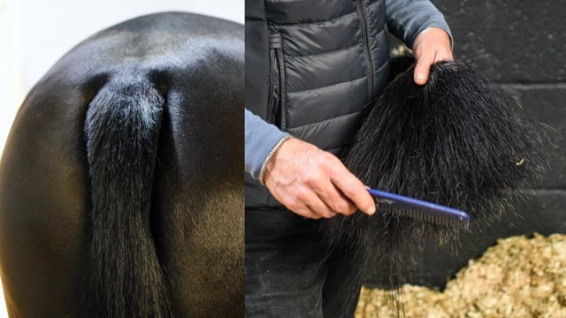 Tail Care