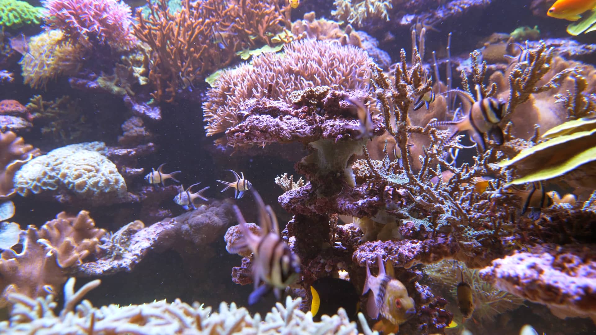 Aquarium .mp4 on Vimeo