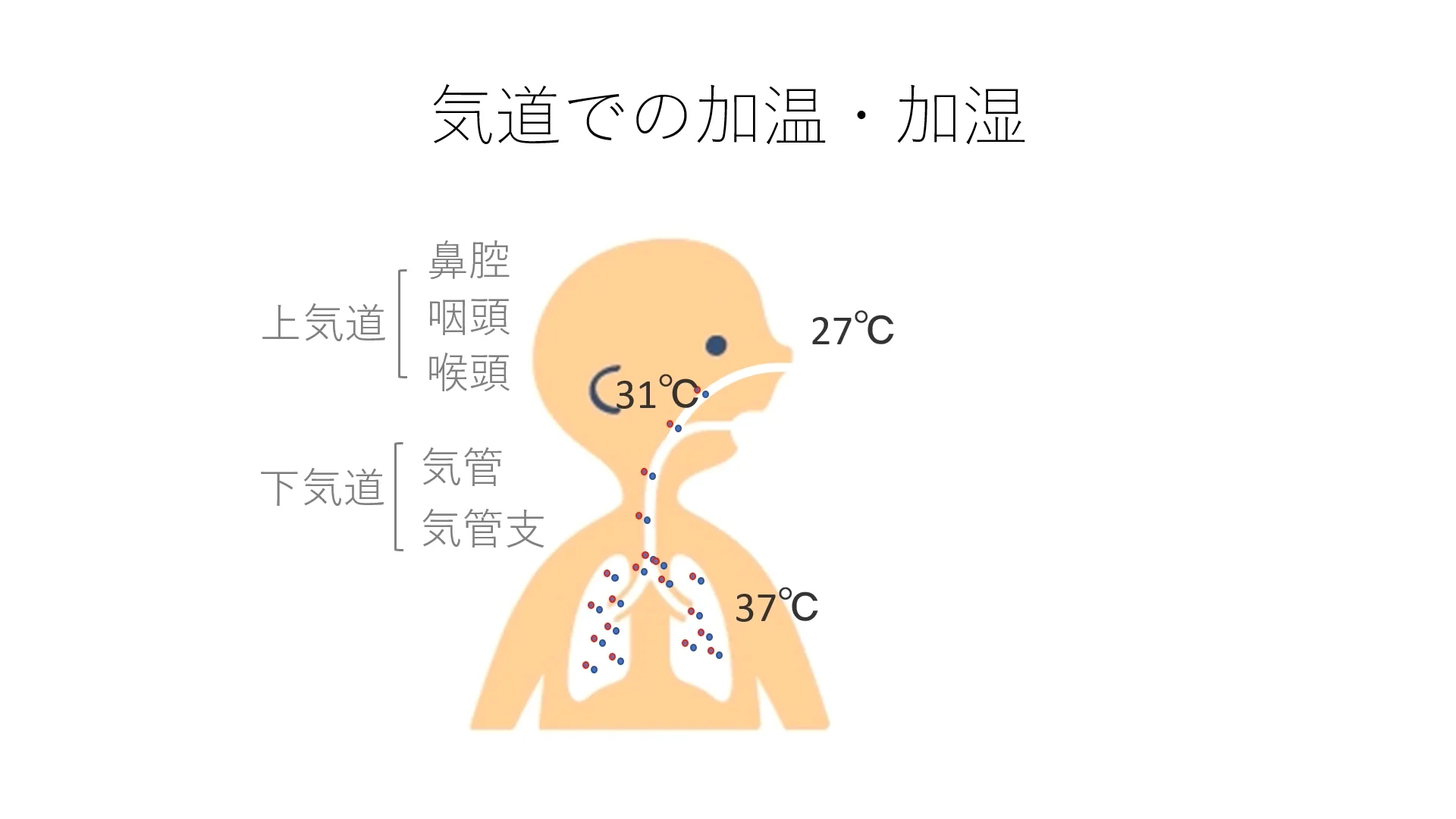 新生児の人工呼吸器管理中における加温加湿～HFOモードの場合～  
