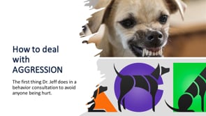 How to Deal with an Aggressive Dog