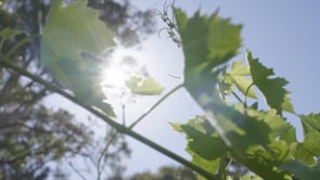 Small Batch Wine Tours