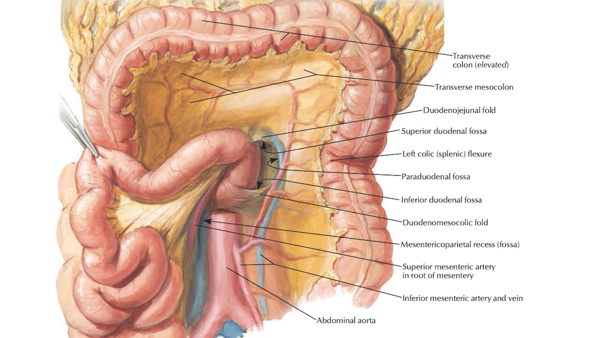 40. Area between rib cage & Pelvis (Body) on Vimeo
