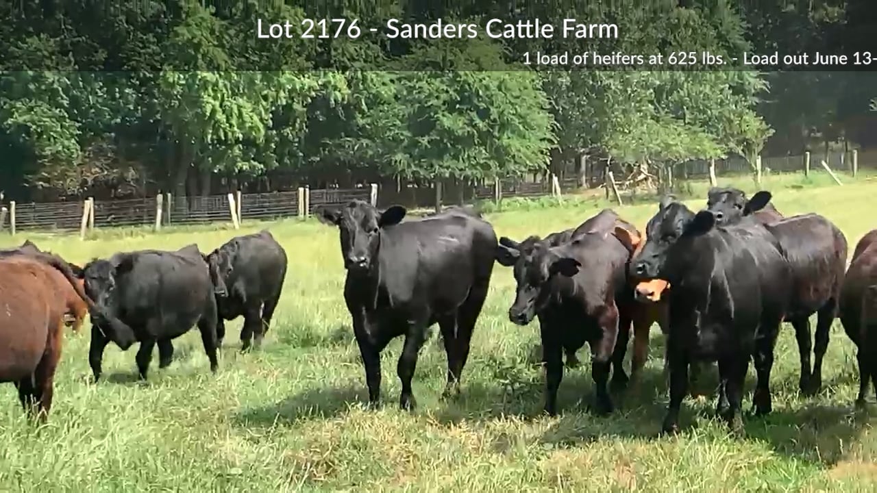 2176Sanders Cattle on Vimeo
