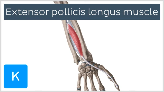 Flexor Pollicis Longus Origin And Insertion