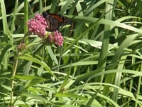 Newswise:Video Embedded monarch-butterfly-populations-are-thriving-in-north-america