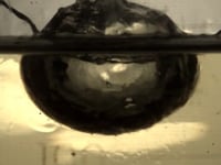 Newswise:Video Embedded sizzling-sound-of-deep-frying-reveals-complex-physics