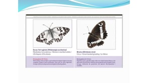 Presentació de la guia itinerària de papallones diürnes