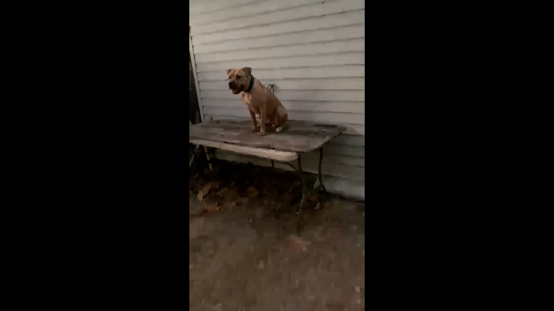 Big Kuntry Kennels Pups, Grand Champion