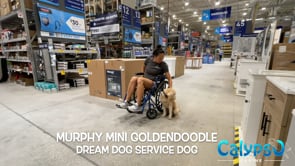 Murphy The Service Dog