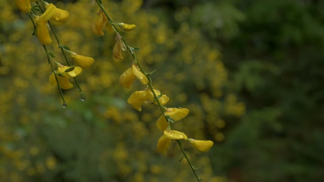 Broom, Blossom, Bloom. Free Stock Video - Pixabay