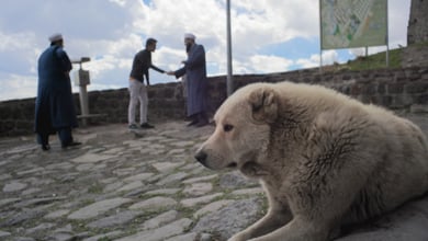 Stray in Kars -  muslim