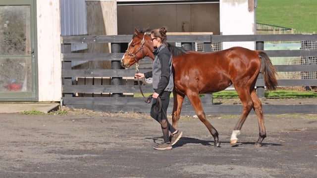 Lot 39