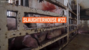 Animal Equality’s investigation into pig slaughterhouse in Hidalgo, Mexico