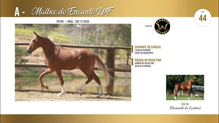 LOTE 44 