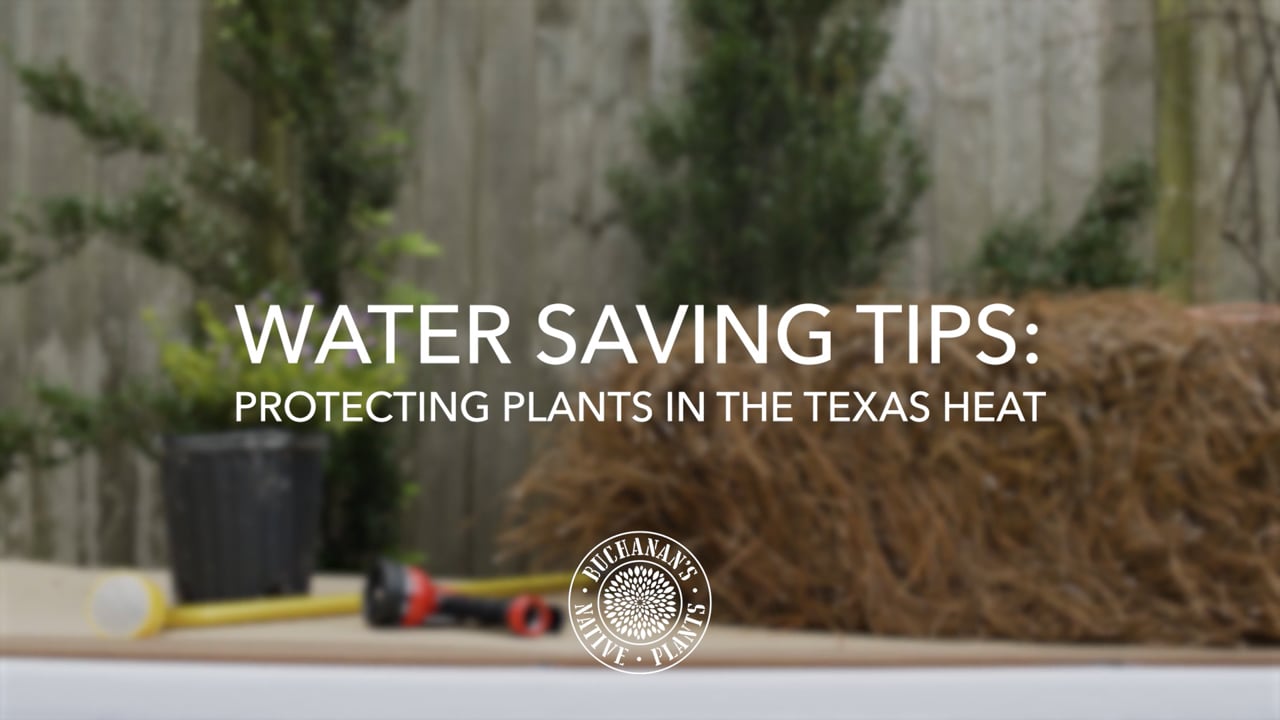 Water Saving Tips.mp4