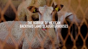 Animal Equality Investigates Clandestine Slaughterhouses in Mexico