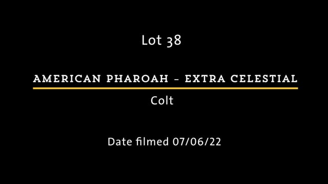 Lot 38