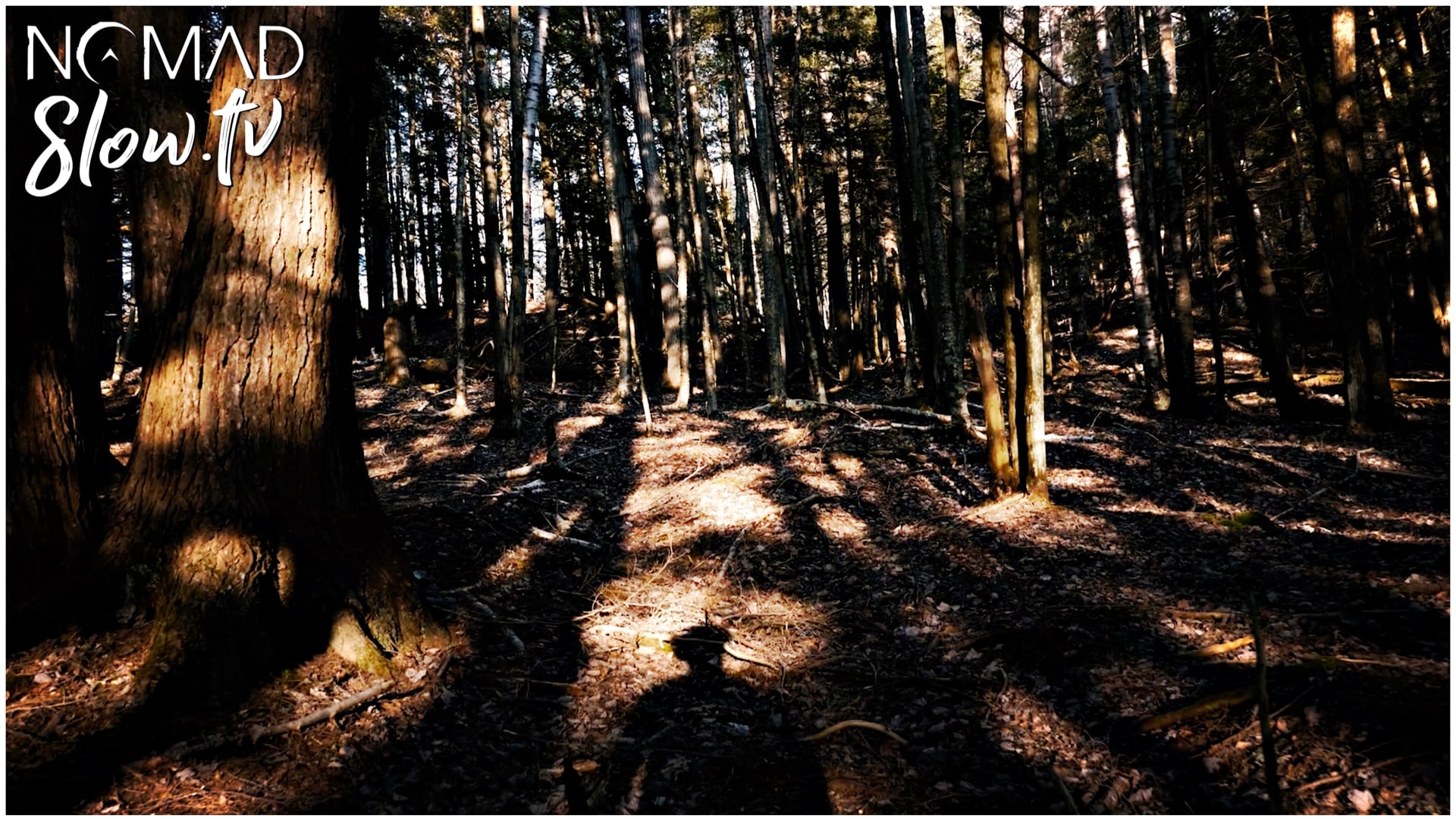 Wandering Spring Woods