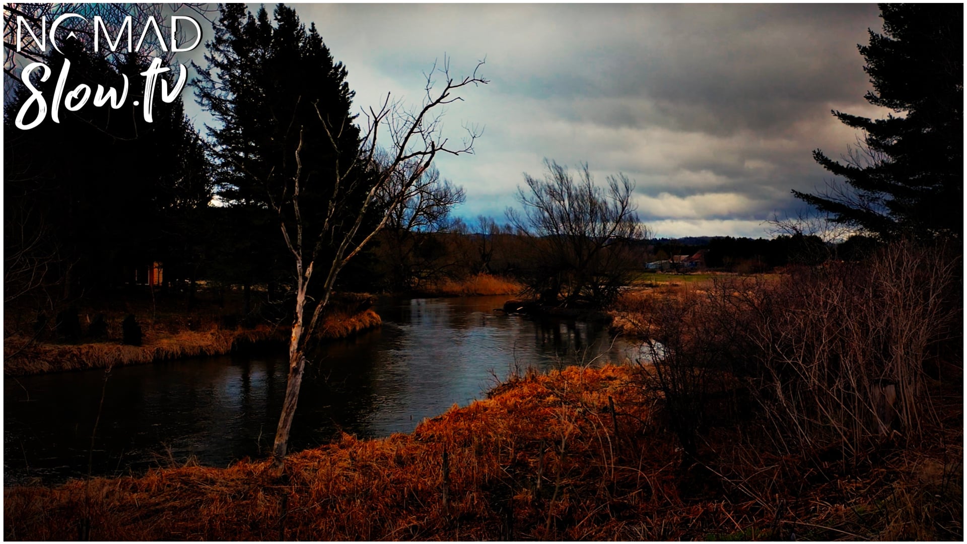 Early Spring Tomifobia Flight