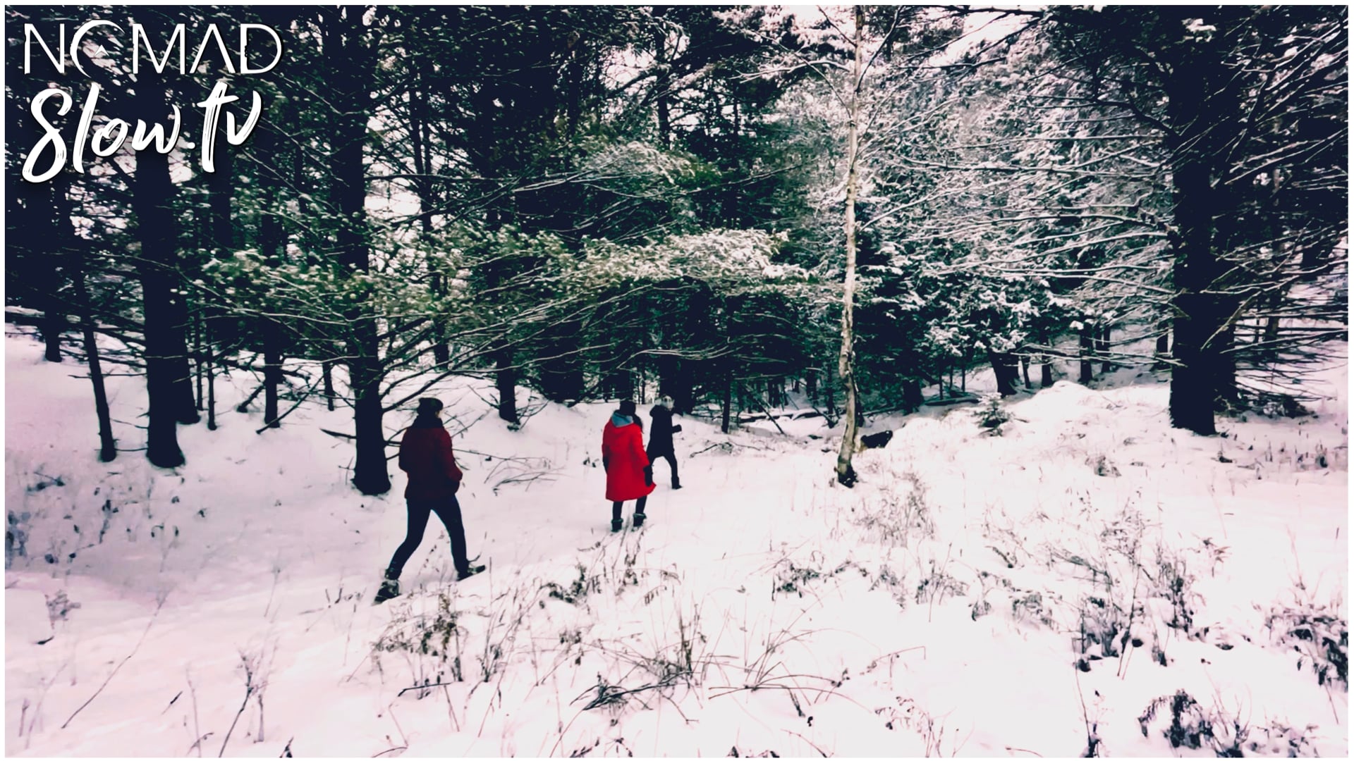 Winter Forest Walk with Girls and Dog