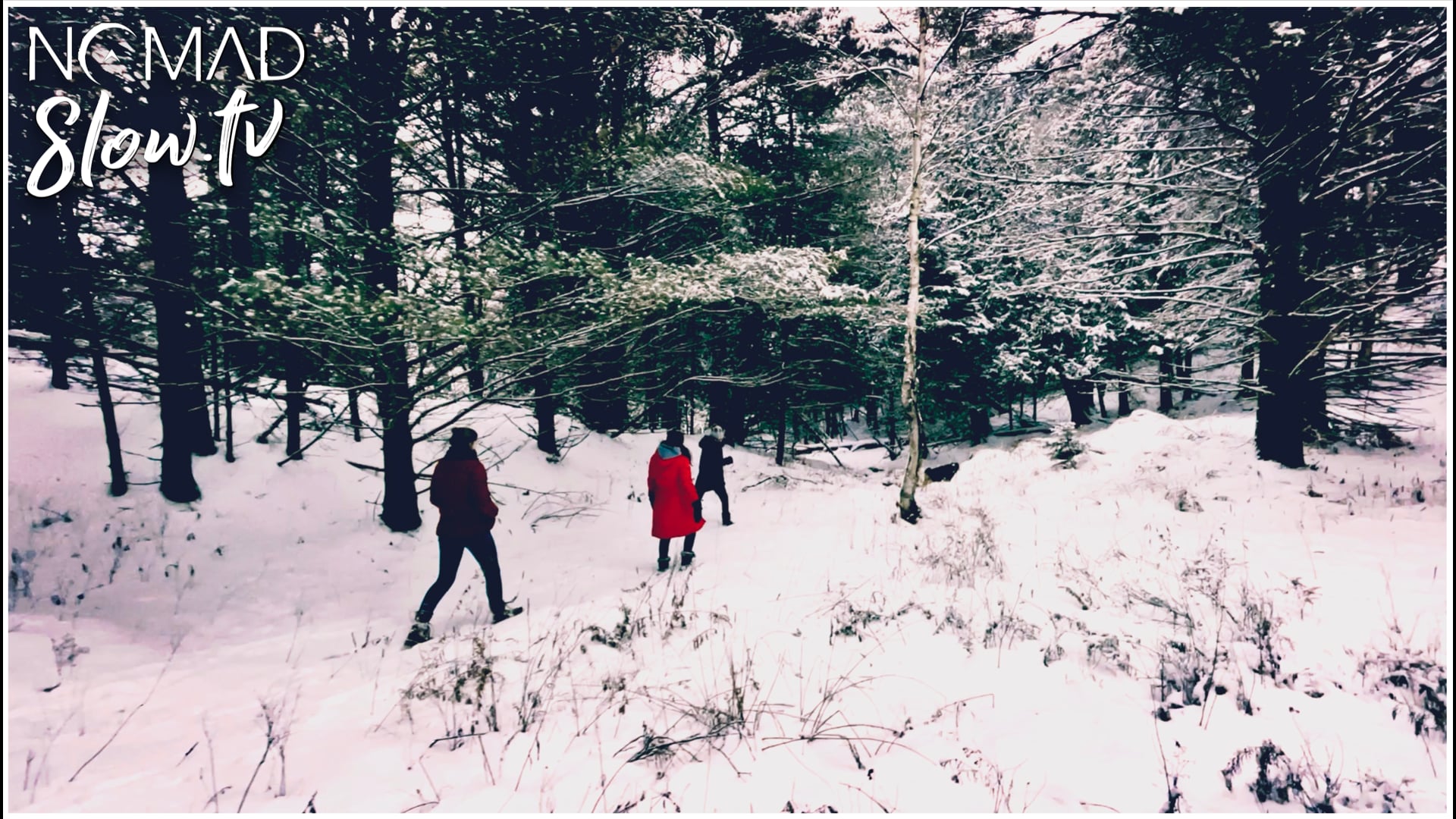 Winter Forest Walk with Girls and Dog