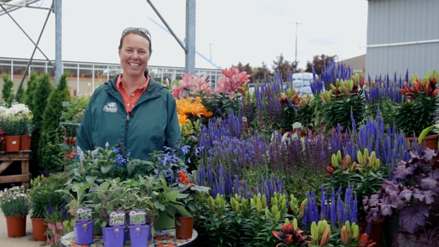 Sage Family Spotlight | Understanding Perennial Meadow Sage, Annual Salvia & Culinary Sage