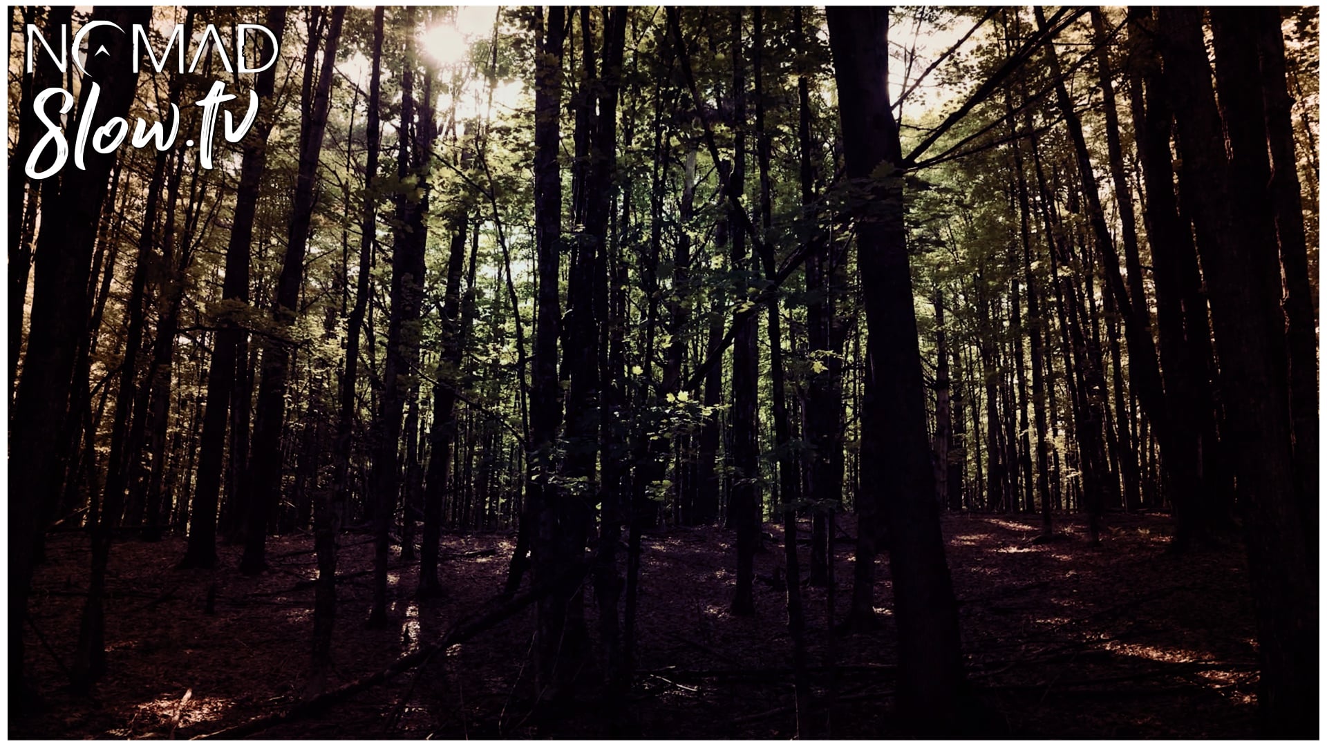 Forest Bathing