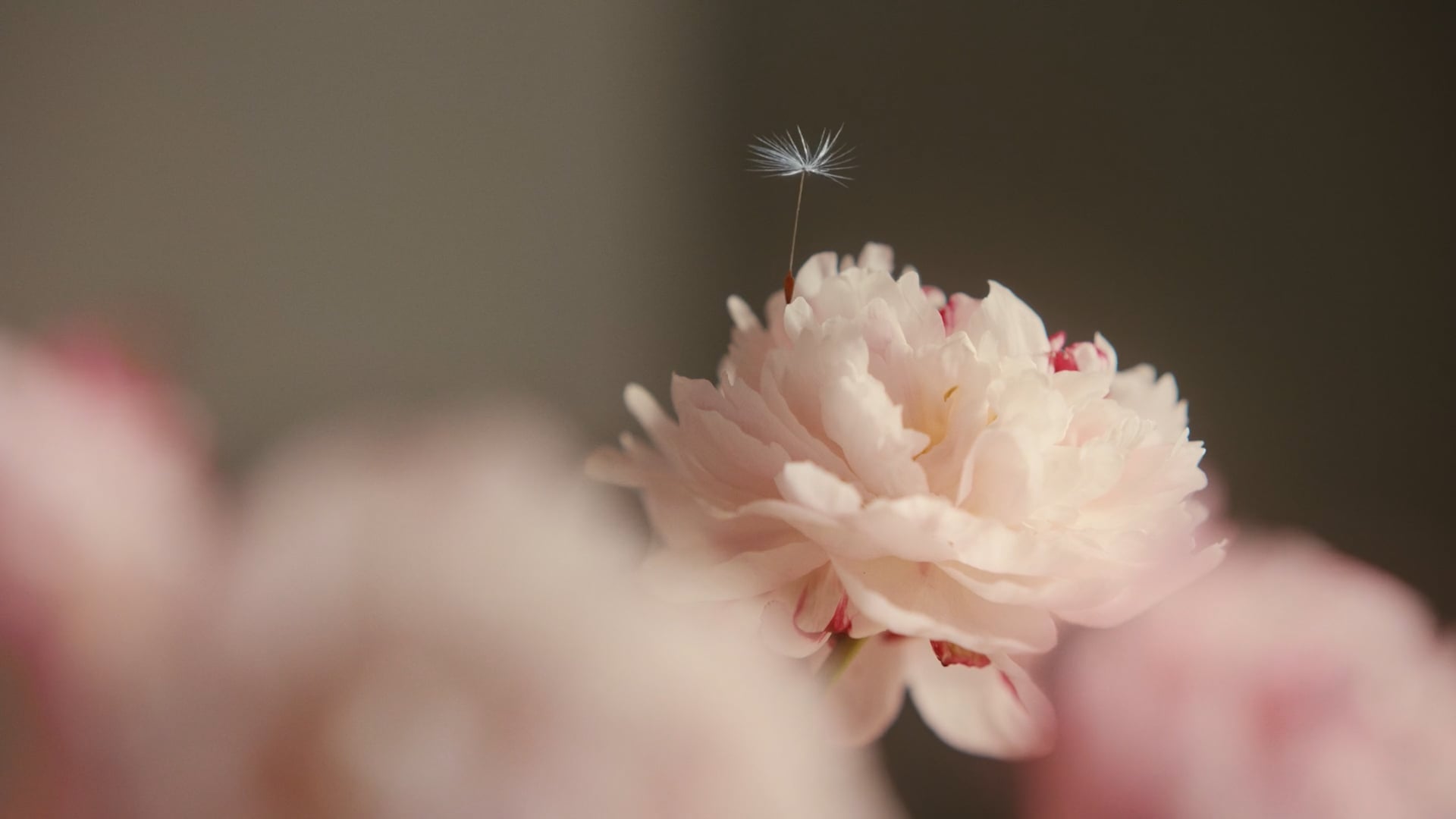 Bo LKV - Story Begins 30s