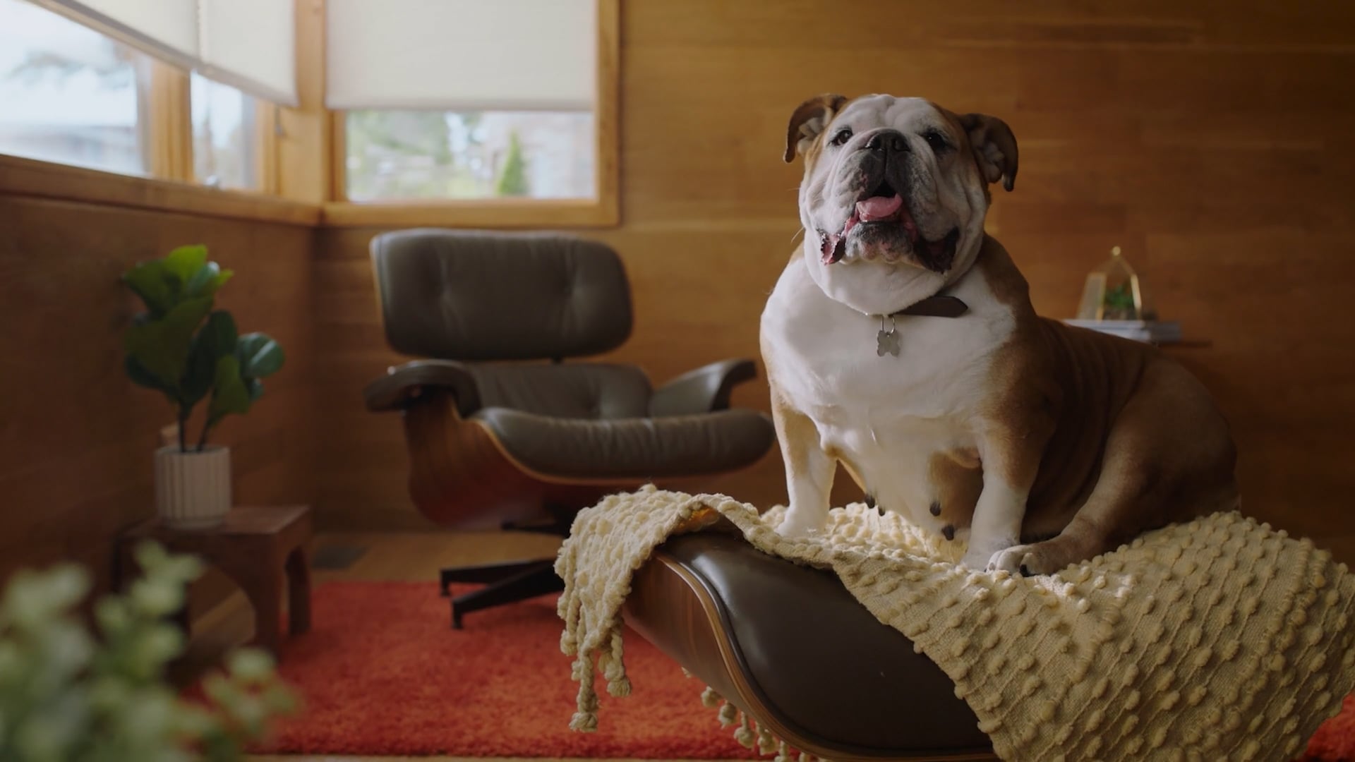 PetMeds "Lulu's Diary" spot
