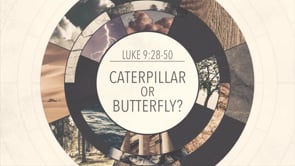 Caterpillar or Butterfly?