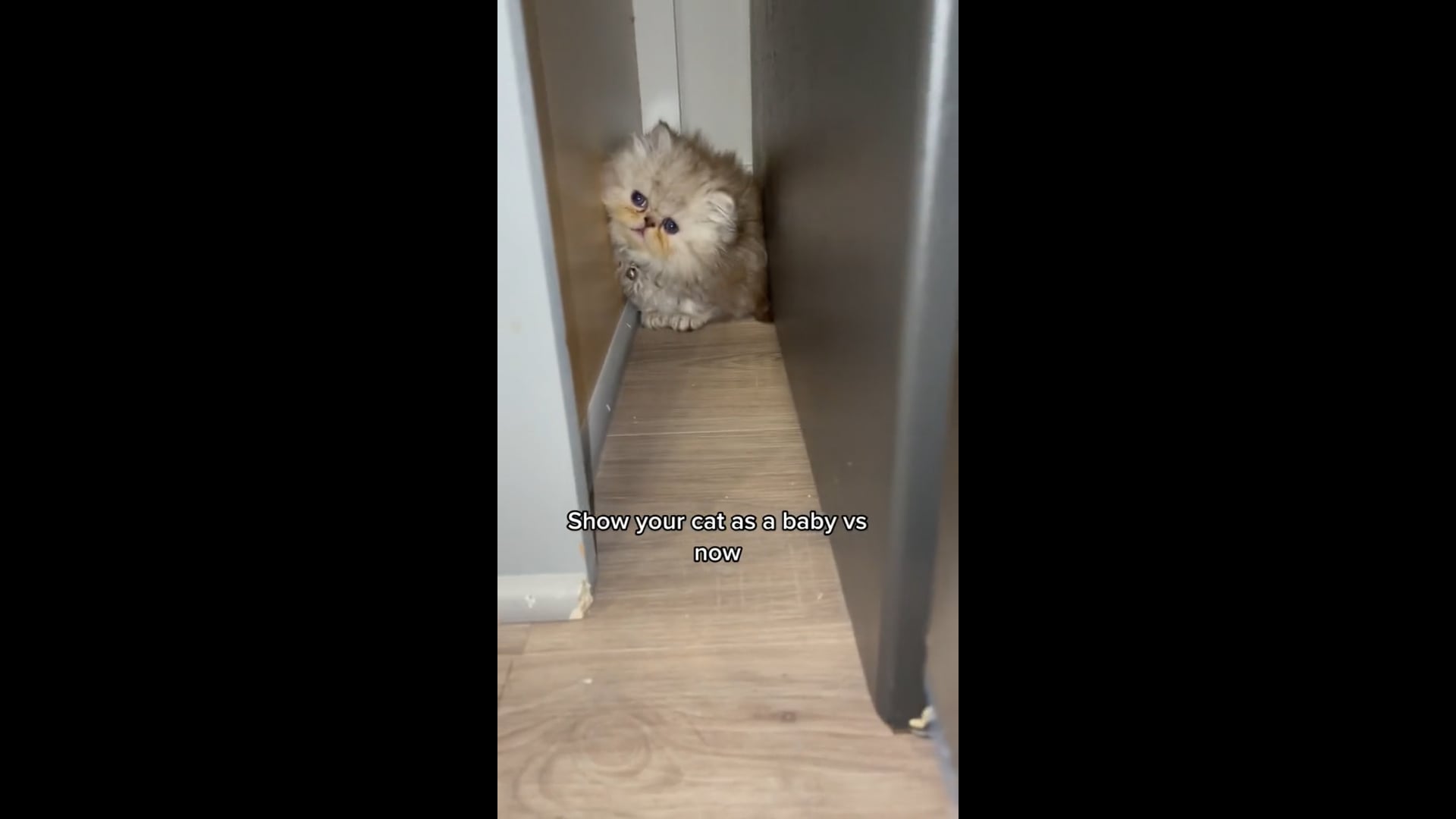 AWW ΤΟΣΟ ΑΣΤΕΙΟ ��Βίντεο Super Dogs ☺!  Τα καλύτερα βίντεο με αστεία ζώα 2022 � – Τα πιο αστεία βίντεο με σκύλους #51