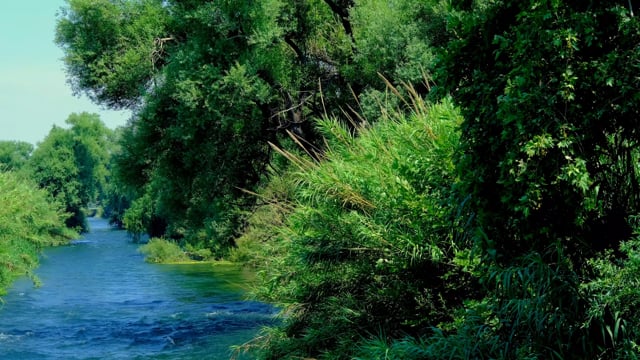 River, Forest, Stream. Free Stock Video - Pixabay