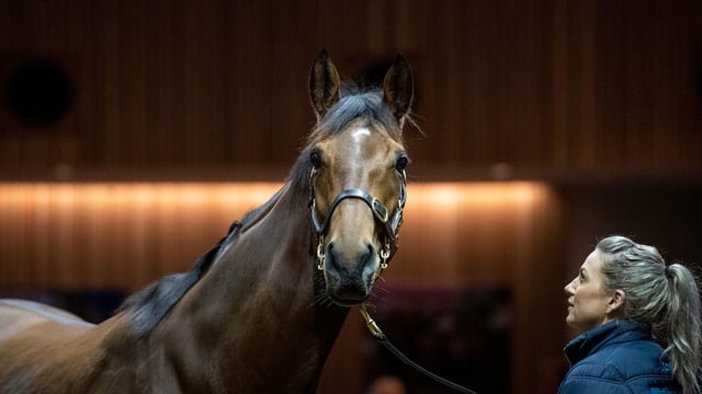 Day 2 Review - Inglis Great Southern Sale